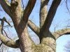 treecrotch.jpg