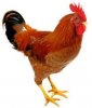 cock.jpg