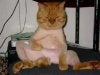 pussy.jpg