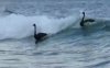 Black-swans-enjoy-Gold-Coast-surf.jpg