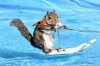 2e3a68a715b7bc794aafbcf54a78dded_-pinterest-squirrel-water-skiing-squirrel_1800-1200.jpg
