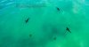sharks.jpg