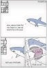 sharksattack.JPG