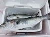 Blue Fish 5-20-17.jpg