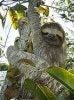 sloth.jpg