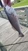 Red drum.jpg