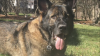 D3D5AB07-768E-41B0-90AD-BB640491E64F.png