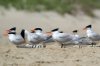 royal tern.jpg