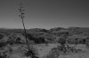 yucca2.jpg