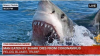 Shark.png