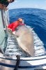 bullshark.jpg