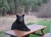 bearpicnic.jpg
