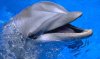 Dolphin-face.jpg