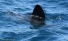 oceansunfish060305-0317obxz.jpg