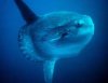 mola.jpg