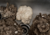Lion's Mane.png