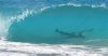 130307-florida-sharks-hmed-1245p.380;380;7;70;0.jpg