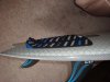 DSC01011.jpg