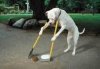 Dog Poop.jpg