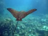 800px-Spotted_Eagle_Ray_(Aetobatus_narinari)2.jpg