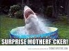 chark in da pool.jpg