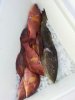 hog grouper.jpg