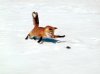 Fox-Spirit-Pounce.jpg