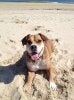 daisybeach.jpg