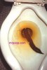 longpoop.jpg
