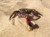 crab.jpg