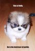 fluffy-destroyer-of-worlds.jpg