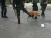 Louk_dog_attacked_by_mat.jpg