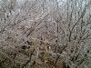 ice toobs 002.jpg