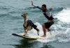 surfing_alpaca.jpg