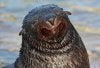 Pinniped.jpg