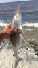 Shark.jpg