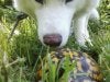 Turtles in da house.jpg