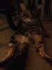 gato.jpg