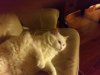 Junebug.jpg