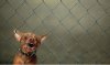 Little-dog-bark-fence.jpg