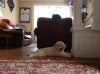 Finn (3).jpg