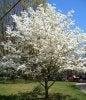 grits-tree.jpg