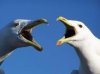 South Jetty Gulls.jpg