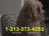 dog_nigga_by_digi_matrix-d6ug2y2.jpg