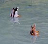 Duck diving.jpg