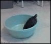 turtle.jpg