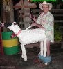 paulwullf_sheeplover.jpg