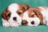 puppies.jpg