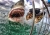 Shark.jpg