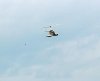 ufo heli.jpg